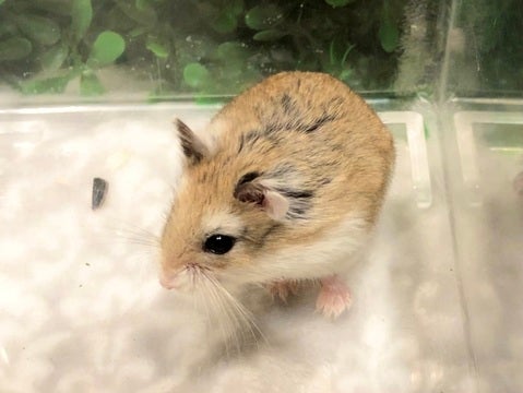 てちてち…