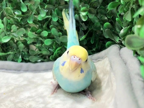 ぴよっ🐥5/15