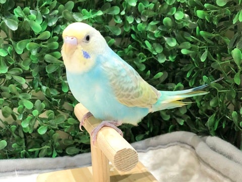 なぁに？