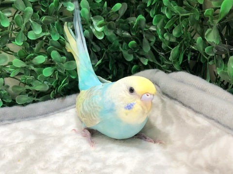 ちょこんっ