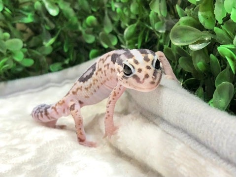 お目目が大きくてきゅーとです🫶