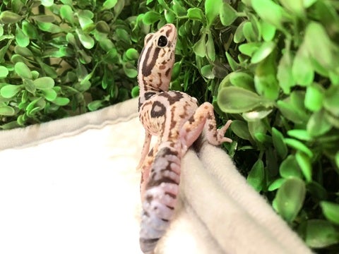 綺麗な柄です✨