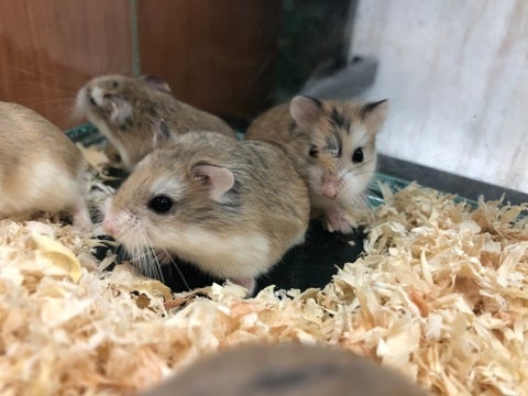 【5月15日撮影】