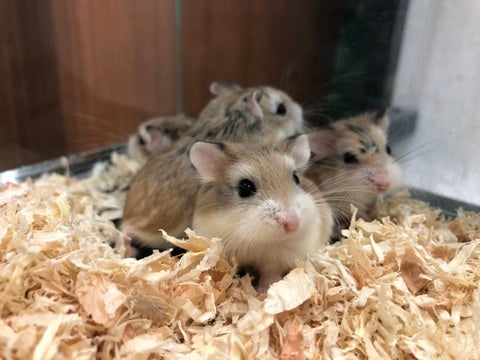 【5月15日撮影】