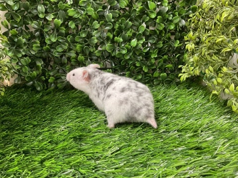 2025/05/09撮影📸　※写真はイメージです