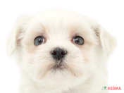 827610_ext_33_0_L.jpg