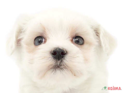 埼玉県のマルチーズ (コジマ戸田公園店/2025年3月12日生まれ/女の子/ホワイト)の子犬