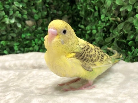 ぽてぽてボディがかわいいセキセイさん💕🐤5/16