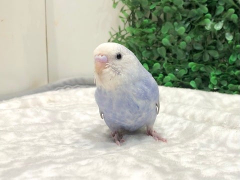 ぽやぽや赤ちゃんフェイスです👶🍼5/16