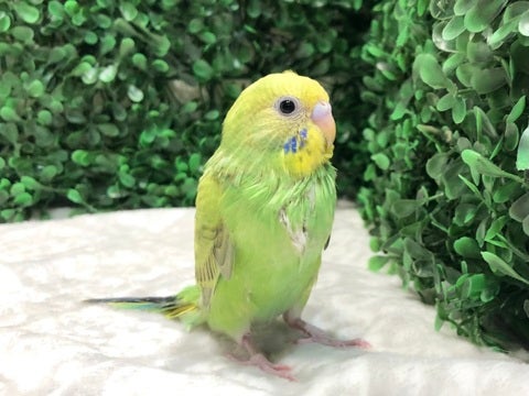 くりくりお目がとても可愛いです💕5/16