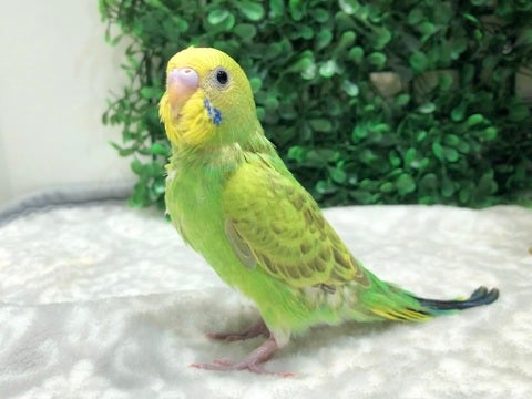 きりっ✨