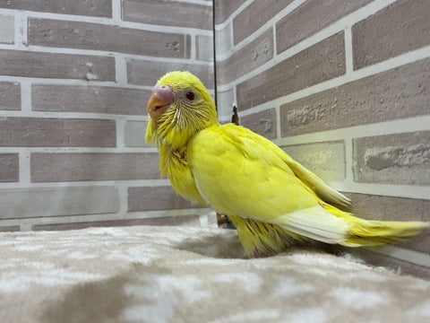 端っこが落ち着くみたいです😌