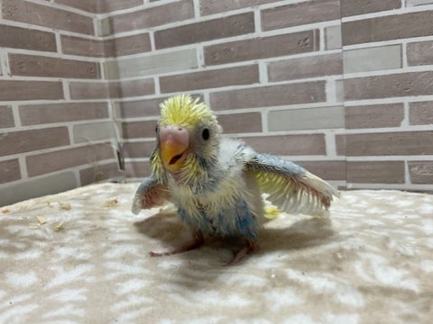 今にも飛びそうです‼️