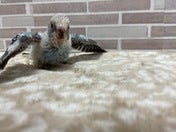 羽パタパタ