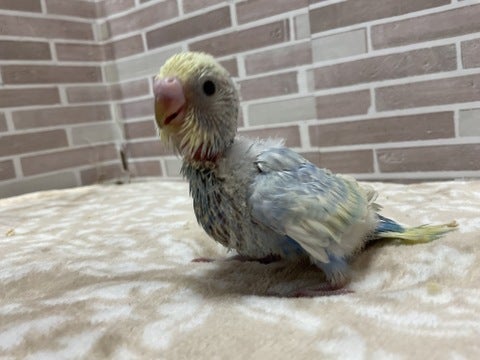 可愛い💕