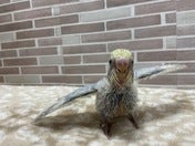 飛ぶ練習中😉