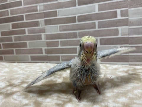 飛ぶ練習中😉