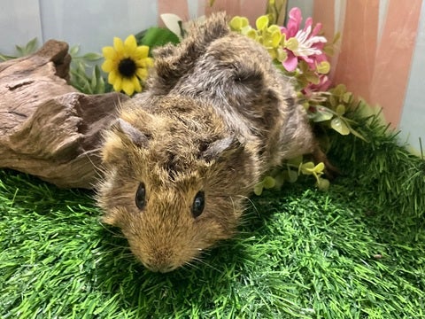 とってもくりんくりんです♡