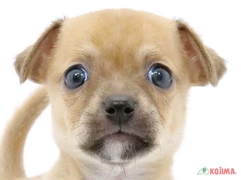 東京都のハーフ犬・ミックス犬 (コジマ高井戸店/2025年3月18日生まれ/女の子/フォーン)の子犬