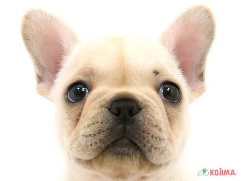 千葉県のフレンチブルドッグ (コジマウエルケアセンター/2025年3月16日生まれ/女の子/クリーム)の子犬