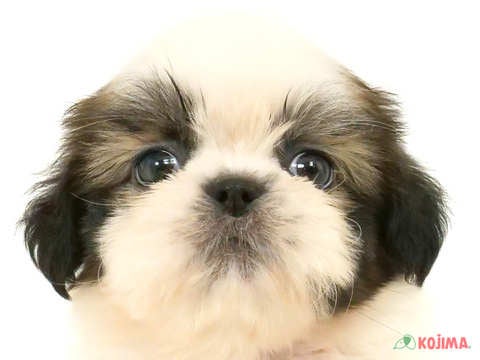 千葉県のシーズー (コジマウエルケアセンター/2025年3月18日生まれ/男の子/ホワイトゴールド)の子犬