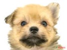 ハーフ犬（ポメチワ）