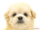 ハーフ犬（チワプー）