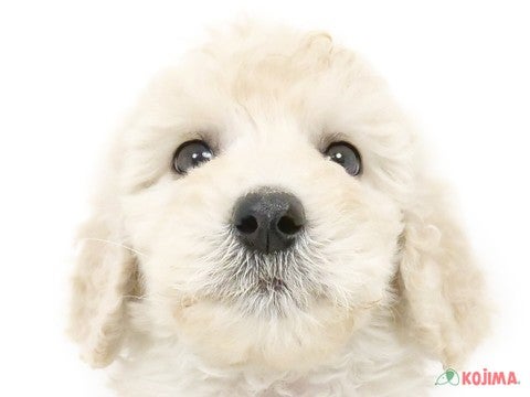 千葉県のスタンダードプードル (コジマウエルケアセンター/2025年3月16日生まれ/男の子/ホワイト)の子犬