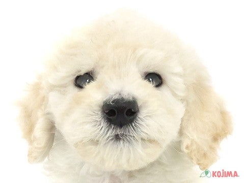 千葉県のスタンダードプードル (コジマウエルケアセンター/2025年3月16日生まれ/男の子/ホワイト)の子犬