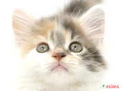 828028_ext_33_0_L.jpg