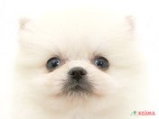 828029_ext_33_0_L.jpg