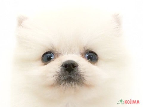 千葉県のポメラニアン (コジマウエルケアセンター/2025年3月17日生まれ/女の子/クリーム)の子犬