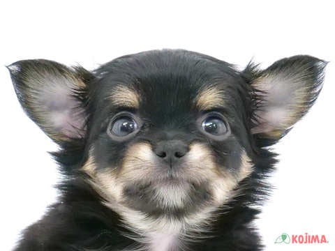 千葉県のチワワ(ロング) (コジマウエルケアセンター/2025年3月14日生まれ/女の子/ブラックタン)の子犬