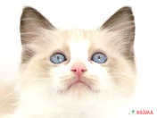 828066_ext_33_0_L.jpg
