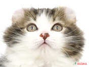 828067_ext_33_0_L.jpg