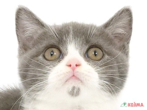 千葉県のブリティッシュショートヘアー (コジマウエルケアセンター/2025年3月7日生まれ/男の子/ブルーホワイト)の子猫