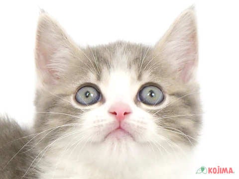 千葉県のマンチカン (コジマウエルケアセンター/2025年3月18日生まれ/男の子/ブルータビーホワイト)の子猫