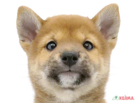 千葉県の柴犬(標準サイズ) (コジマウエルケアセンター/2025年3月16日生まれ/男の子/赤)の子犬