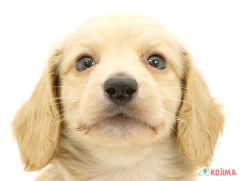 千葉県のミニチュアダックスフンド(ロング) (コジマウエルケアセンター/2025年3月17日生まれ/男の子/イエロー)の子犬