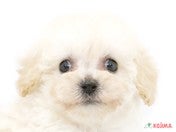 828095_ext_33_0_L.jpg