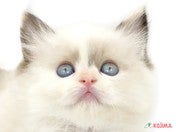 828102_ext_33_0_L.jpg