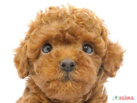 千葉県のトイプードル(トイ) (コジマウエルケアセンター/2025年3月17日生まれ/男の子/レッド)の子犬