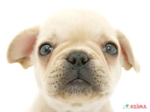 千葉県のフレンチブルドッグ (コジマウエルケアセンター/2025年3月15日生まれ/女の子/クリーム)の子犬