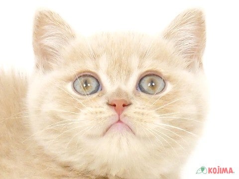 千葉県のブリティッシュショートヘアー (コジマウエルケアセンター/2025年3月11日生まれ/男の子/クリーム)の子猫