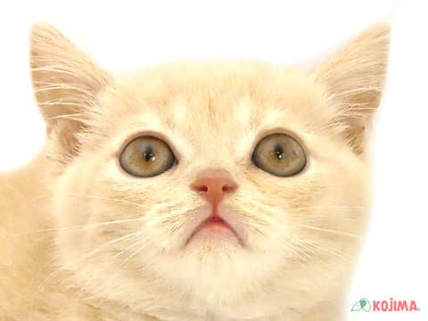 千葉県のブリティッシュショートヘアー (コジマウエルケアセンター/2025年3月15日生まれ/男の子/クリーム)の子猫