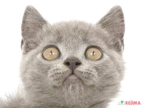 千葉県のブリティッシュショートヘアー (コジマウエルケアセンター/2025年3月15日生まれ/男の子/ブルー)の子猫