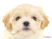 828140_ext_33_0_L.jpg