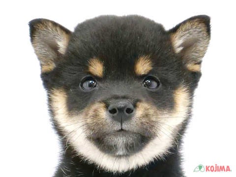 千葉県の豆柴 (コジマウエルケアセンター/2025年3月18日生まれ/男の子/黒)の子犬