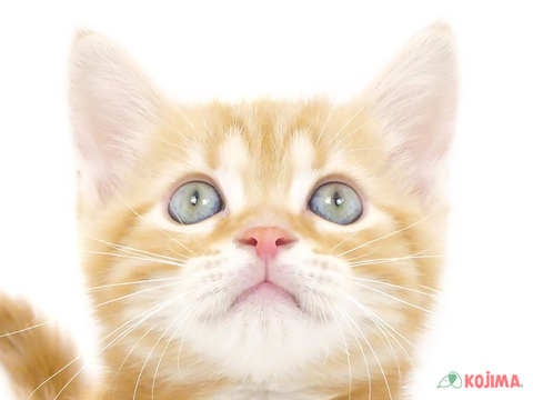 千葉県のマンチカン (コジマウエルケアセンター/2025年3月18日生まれ/男の子/レッドタビー)の子猫