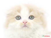 828171_ext_33_0_L.jpg